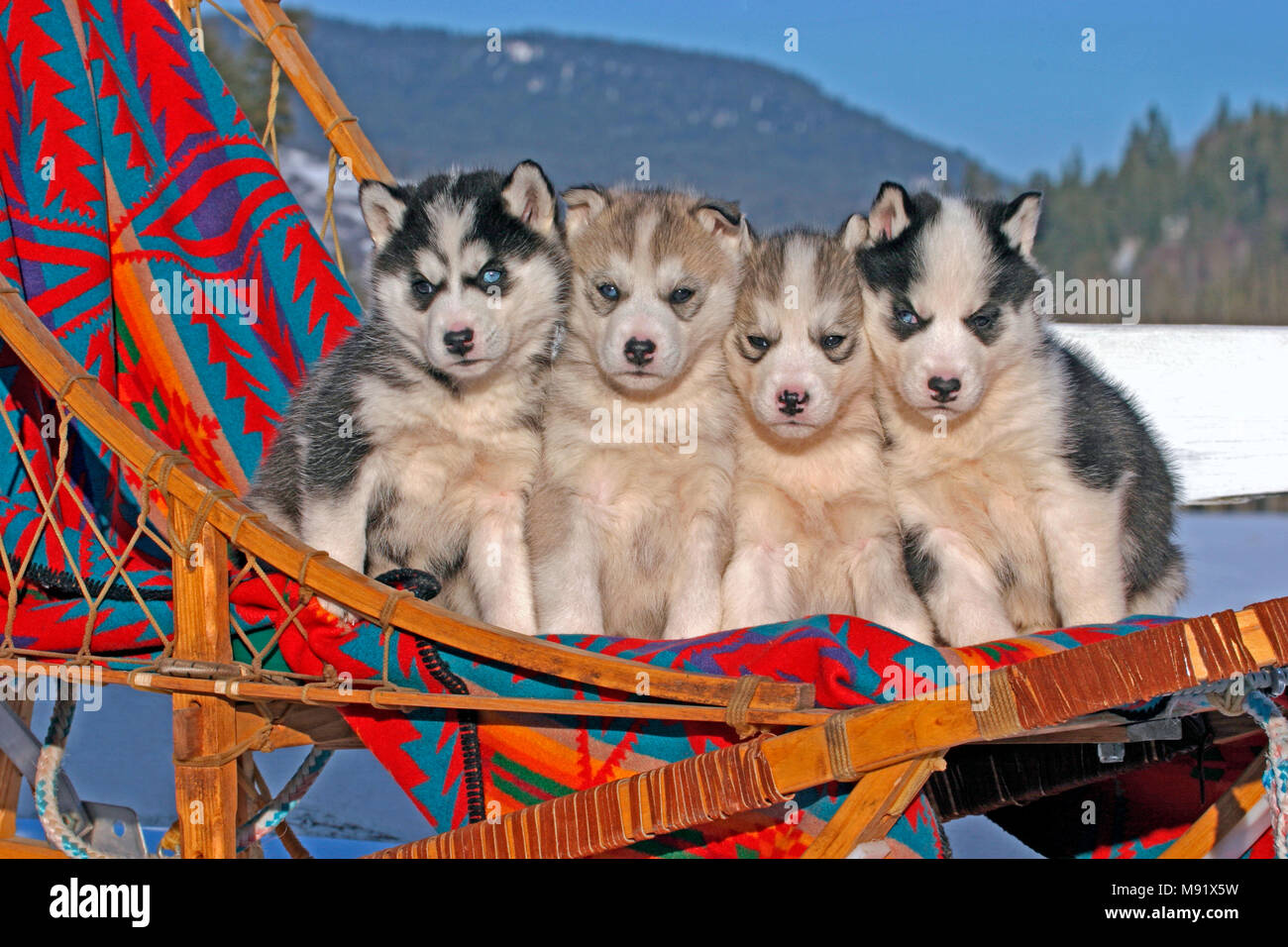 Siberian Husky, four adorable puppies, six weeks old together in dogsled Stock Photo