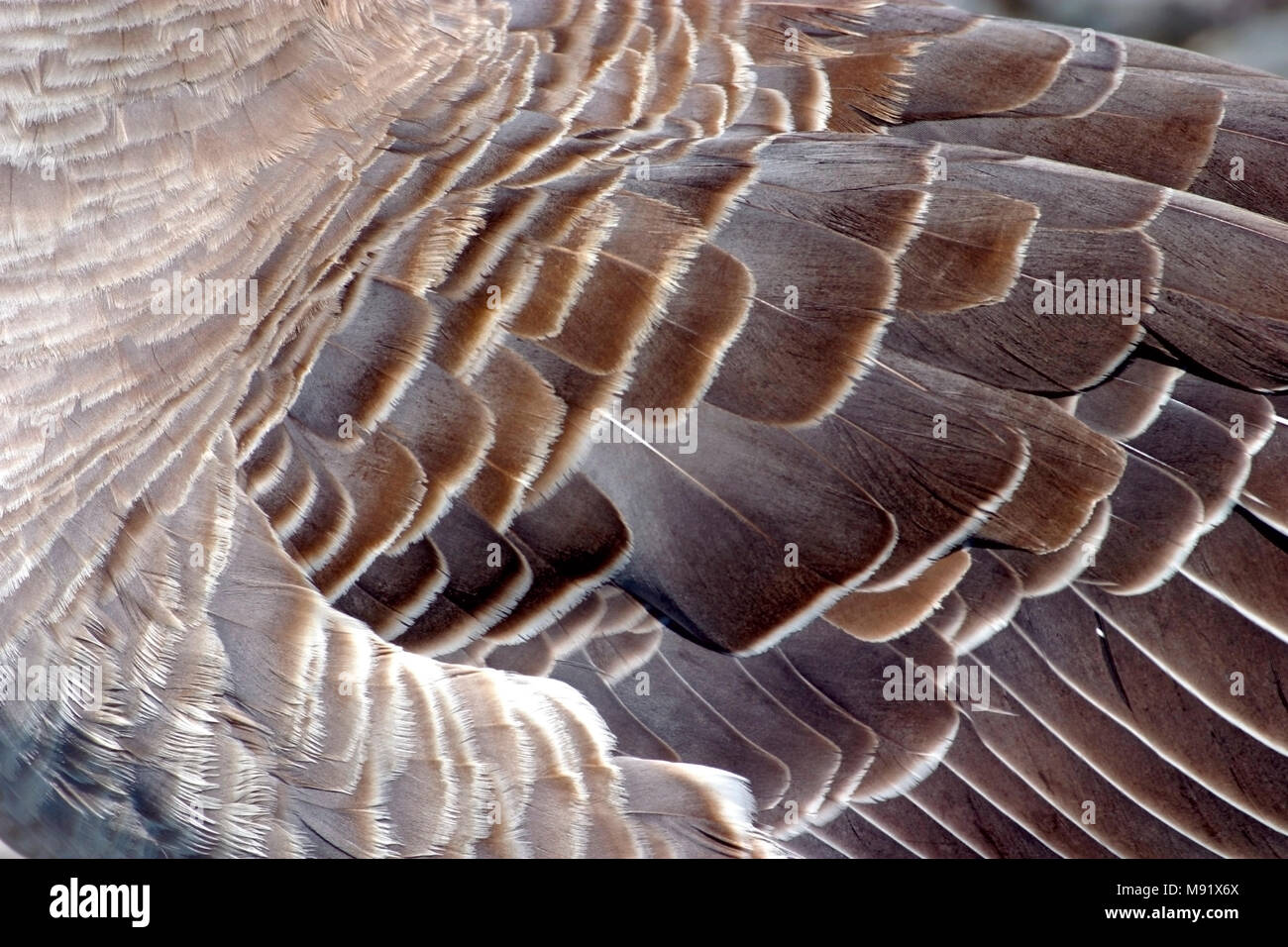 Goose Feathers close up detail, of a birds wing Stock Photo - Alamy