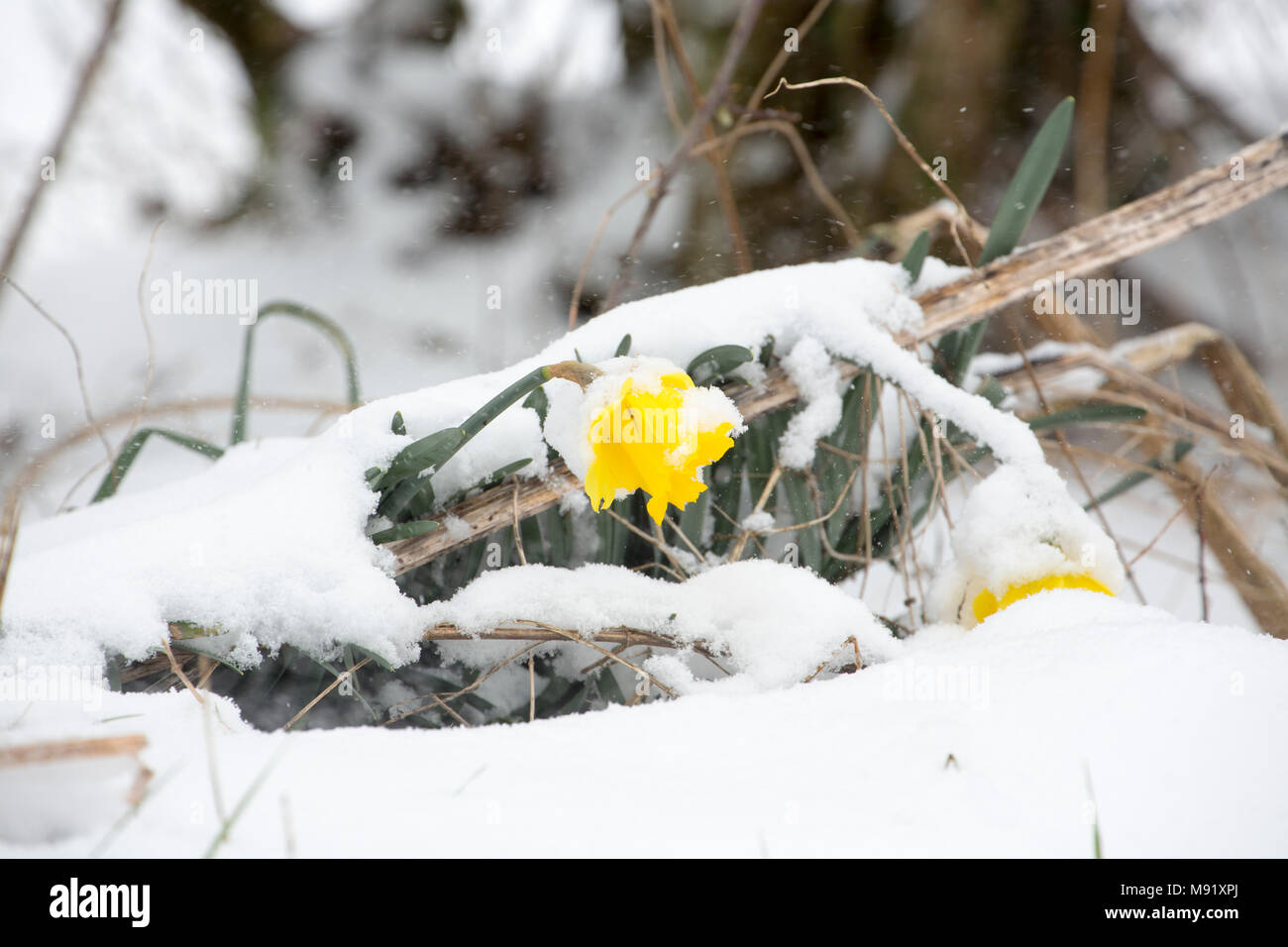 Daffodils growing along gardens and roadsides after snowfall, March 18, 2018 North Dorset England UK GB. Stock Photo