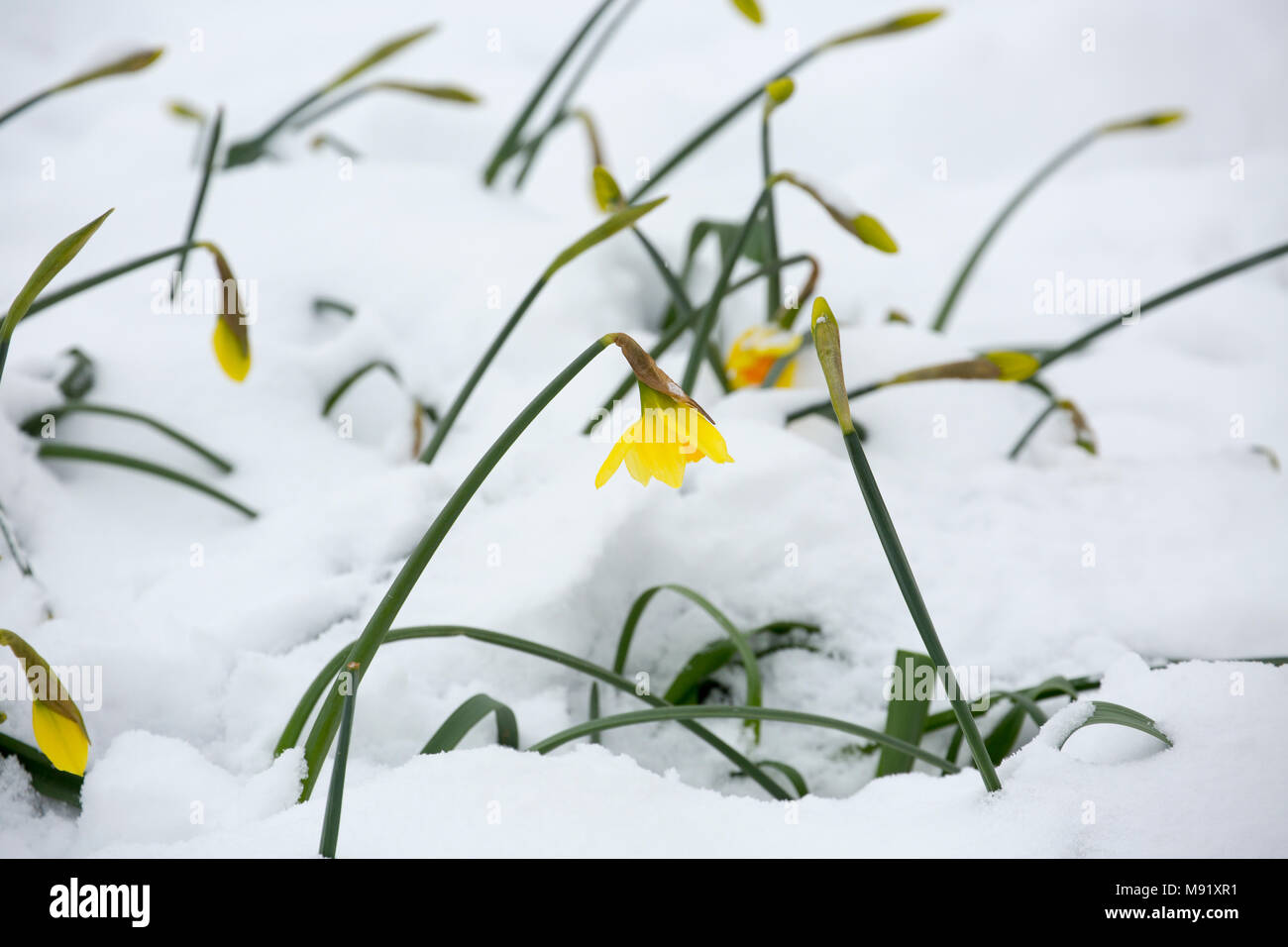 Daffodils growing along gardens and roadsides after snowfall, March 18, 2018 North Dorset England UK GB. Stock Photo