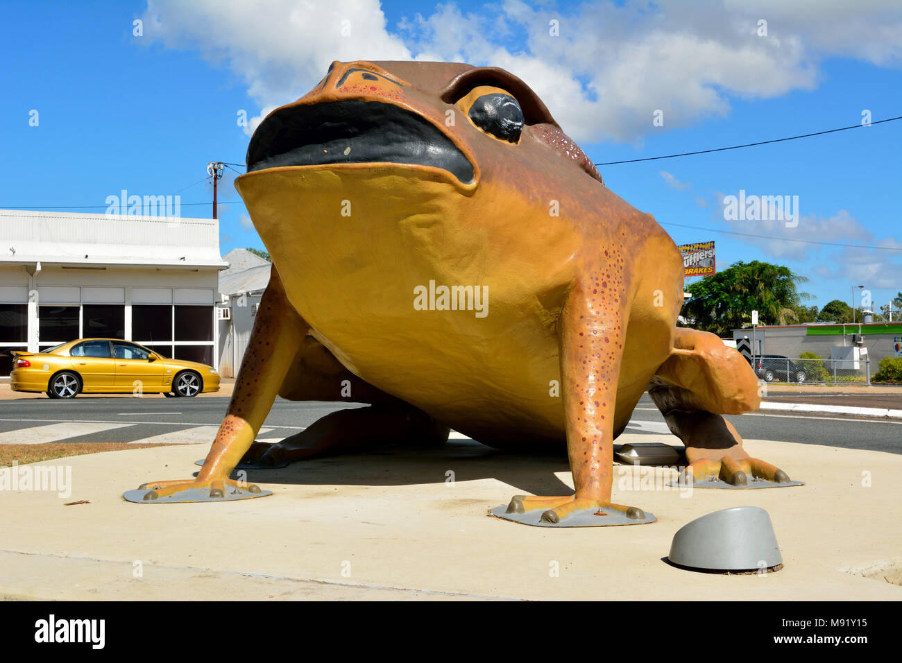 Big cane toad hi-res stock photography and images - Alamy