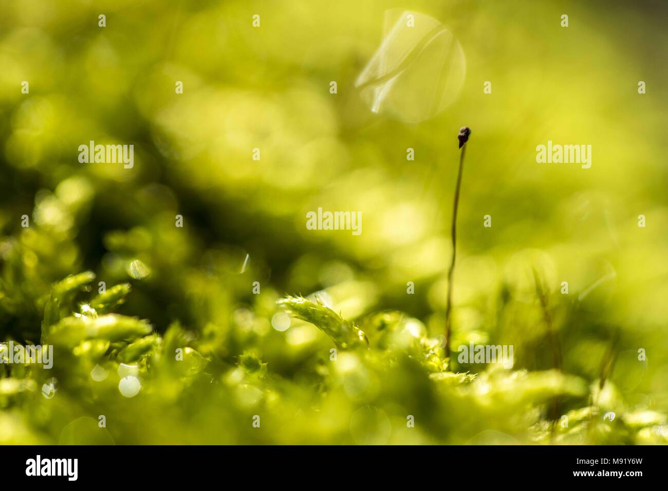 Poznan, Wielkopolska, Poland. 21st Mar, 2018. By the biologist's eyes: the first day of spring in the microworld. In the picture: moss. Credit: Dawid Tatarkiewicz/ZUMA Wire/Alamy Live News Stock Photo