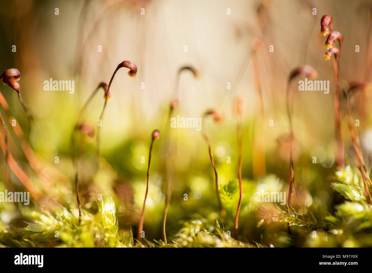 Poznan, Wielkopolska, Poland. 21st Mar, 2018. By the biologist's eyes: the first day of spring in the microworld. In the picture: moss. Credit: Dawid Tatarkiewicz/ZUMA Wire/Alamy Live News Stock Photo