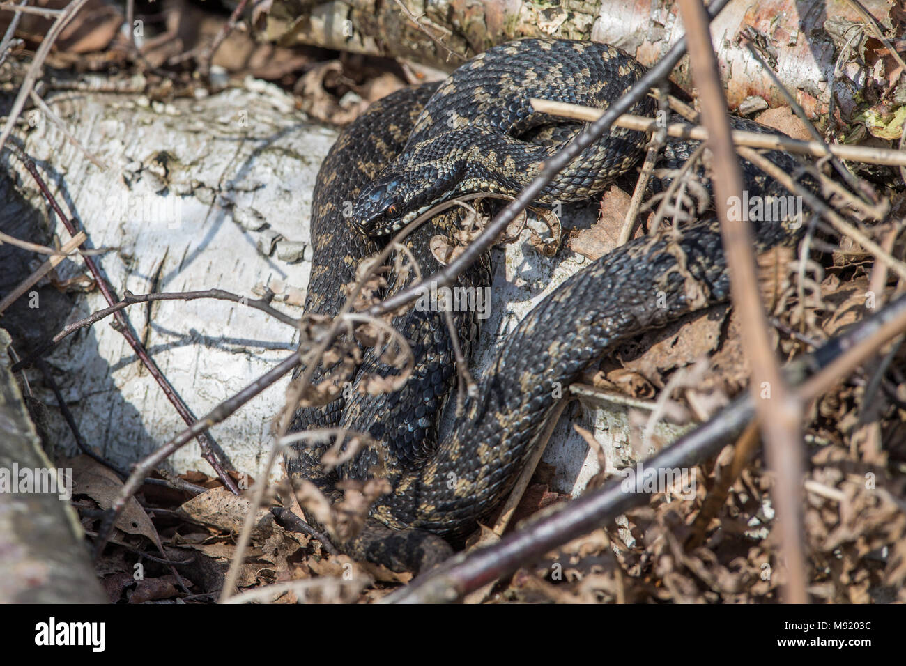 Hatfield Moors, Doncaster, UK. 21st Mar, 2018. The UK's only venomous snake comes out of hibernation and basks in the spring sun to warm up as they prepare to look for a mating partner Credit: News Images/Alamy Live News Stock Photo