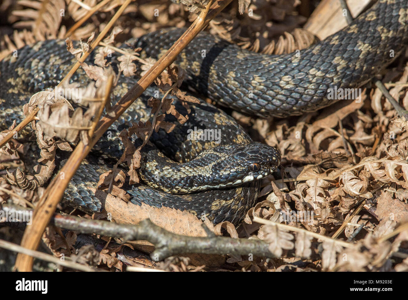 Hatfield Moors, Doncaster, UK. 21st Mar, 2018. The UK's only venomous snake comes out of hibernation and basks in the spring sun to warm up as they prepare to look for a mating partner Credit: News Images/Alamy Live News Stock Photo