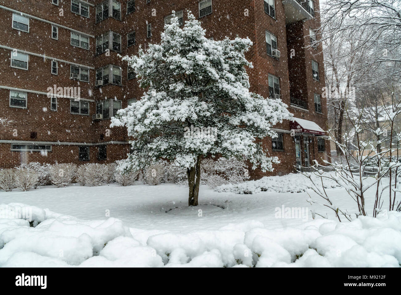 Toppling tree hi-res stock photography and images - Alamy
