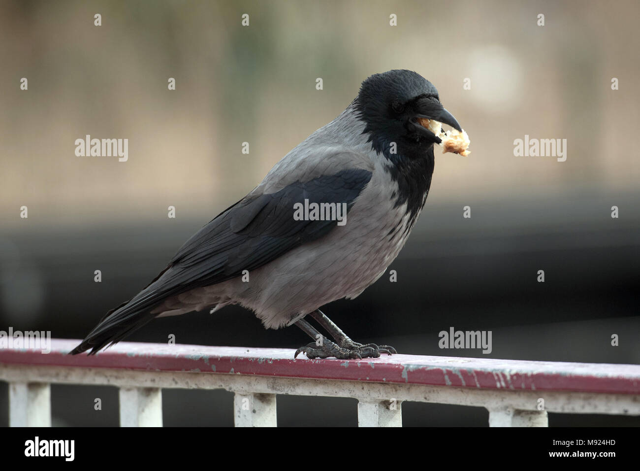 21 March 2018, Germany, Berlin: A hooded crow with a bread crumb sits ...