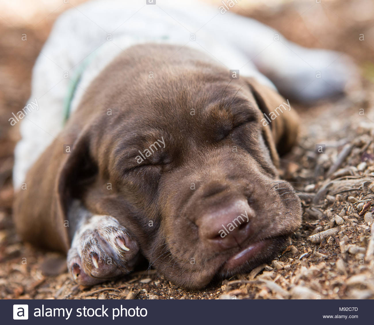 German Shorthaired Pointer Puppy With Brown Face Fast Asleep On