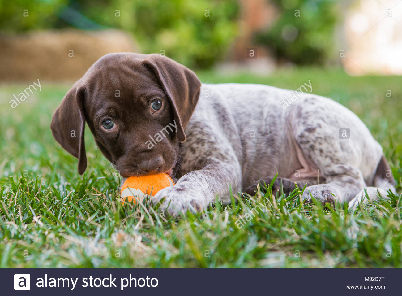 Small German Shorthaired Pointer Puppy Lying On Grass With Small