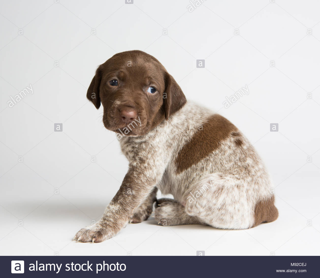 German Shorthaired Pointer Puppy Stock Photos German Shorthaired