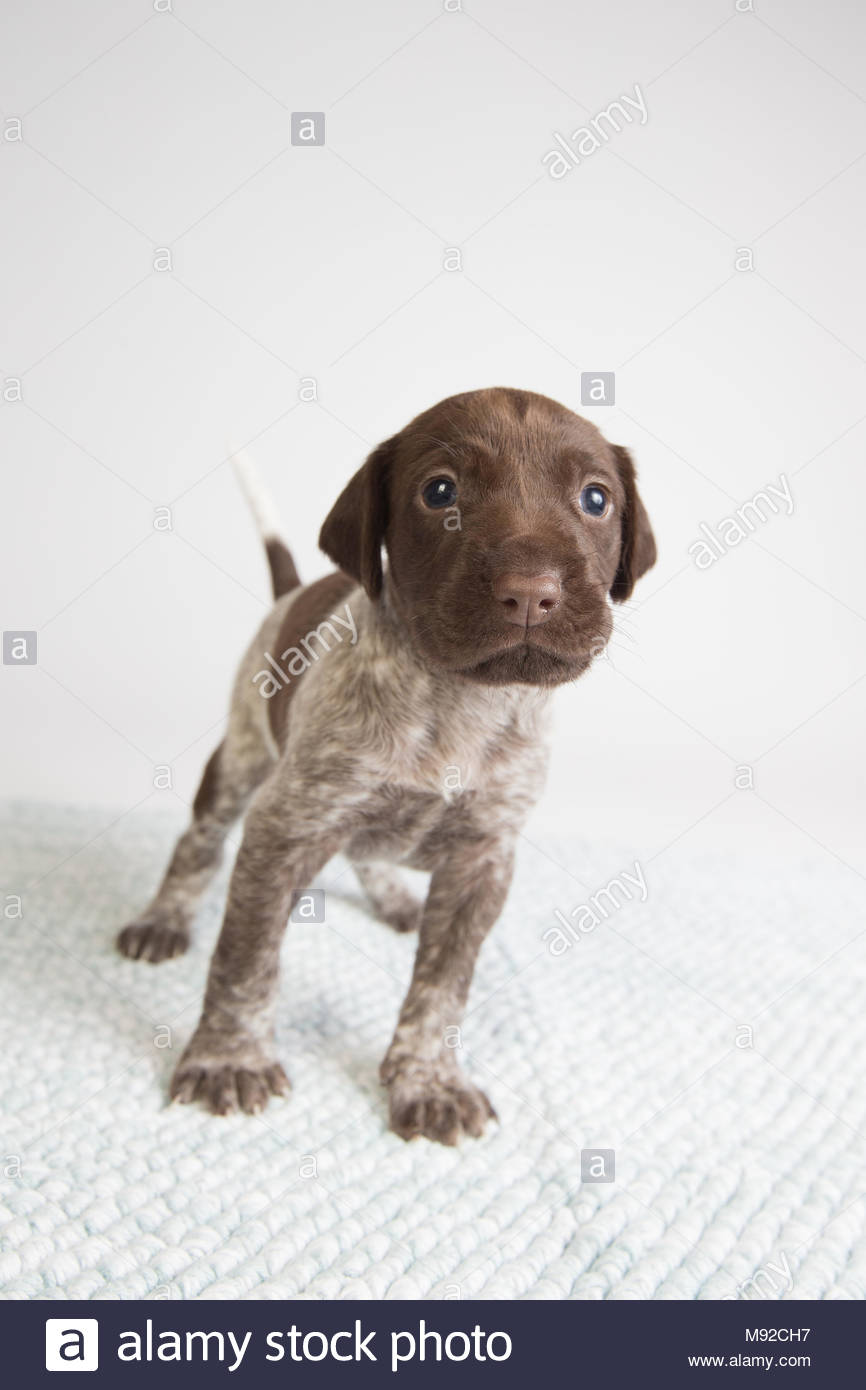 Spotted German Short Hair Pointer Puppy With Brown Face Looking