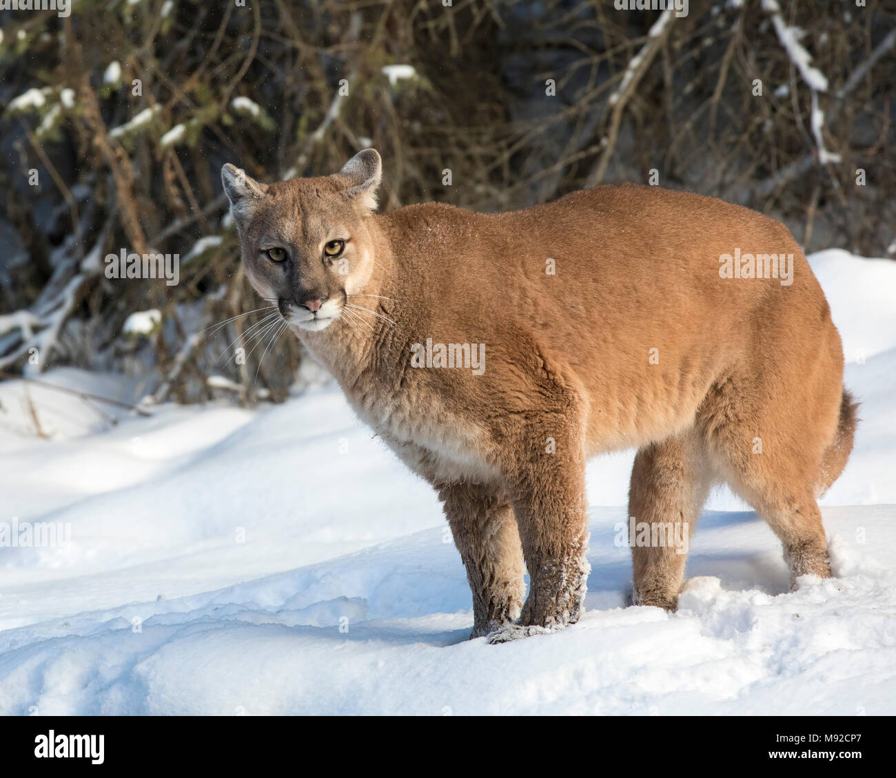 Mountain Lion at Triple D Game Farm Stock Photo Alamy