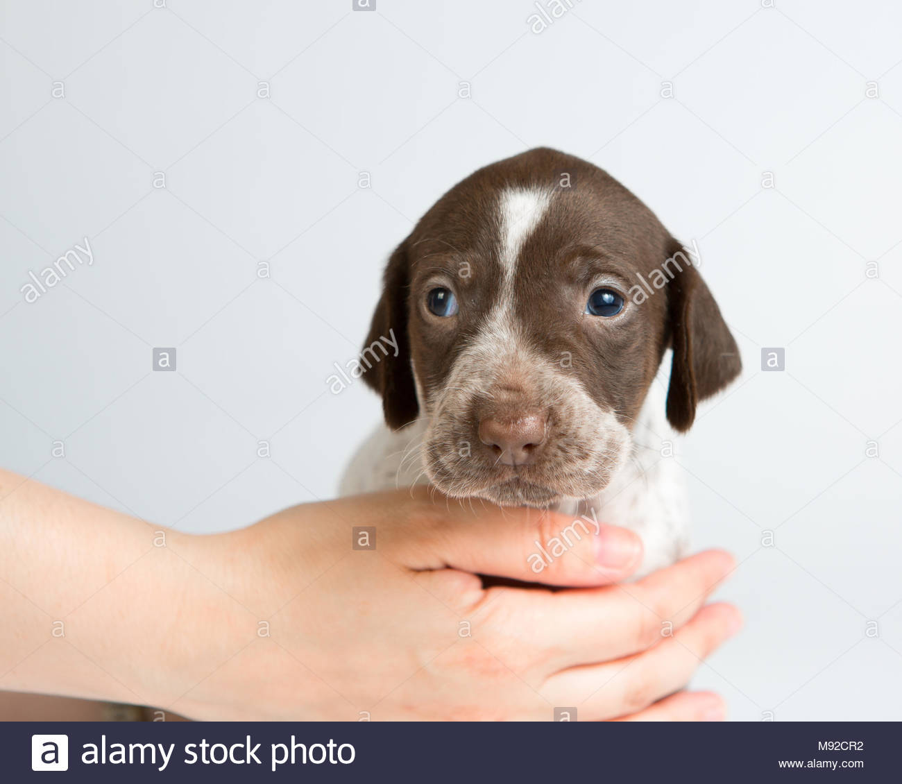 German Shorthaired Pointer Puppy With Blue Eyes Held Safely By