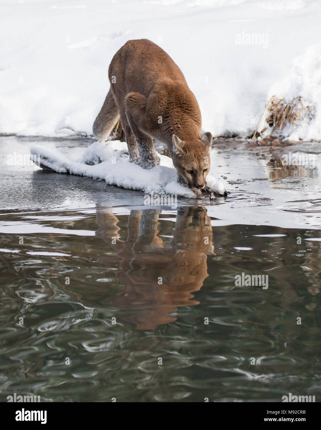 Mountain Lion at Triple D Game Farm Stock Photo Alamy