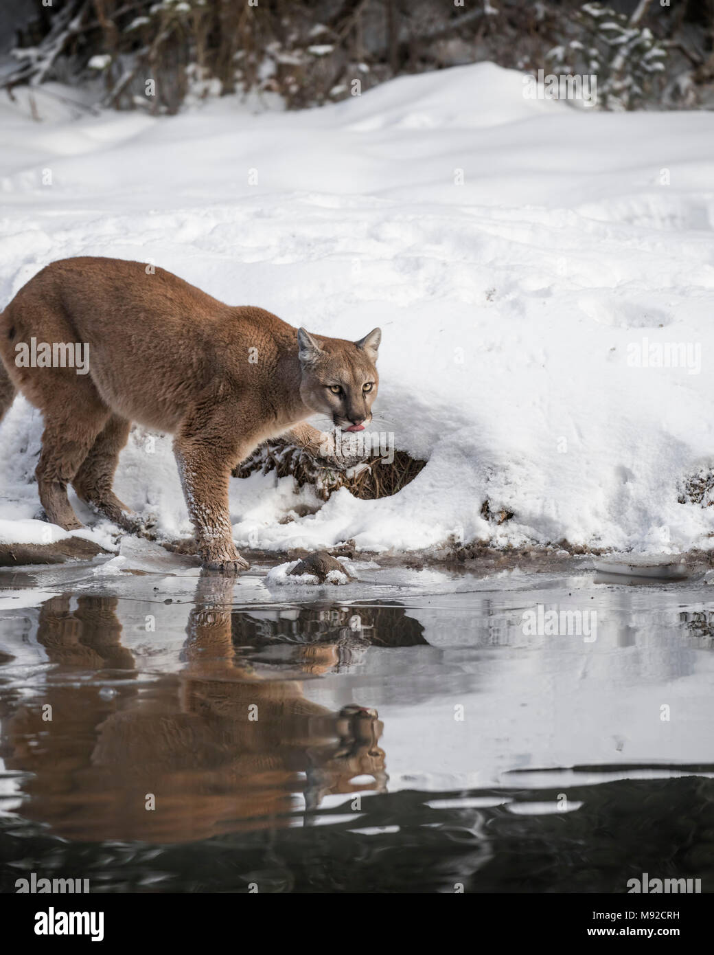 Mountain Lion at Triple D Game Farm Stock Photo Alamy