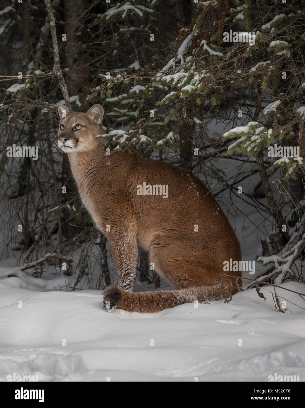 Mountain Lion at Triple D Game Farm Stock Photo Alamy