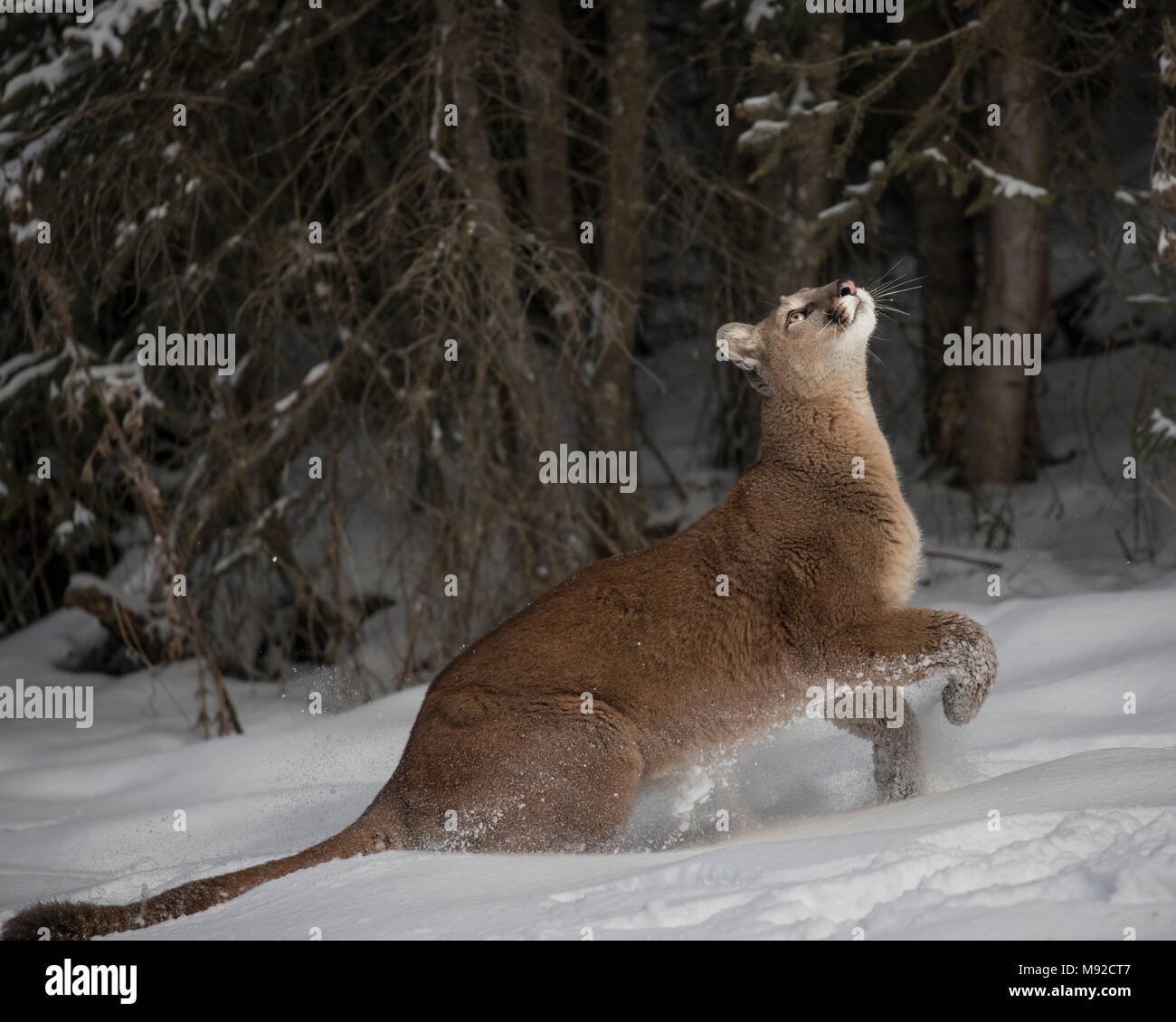 Mountain lion claws hires stock photography and images Alamy