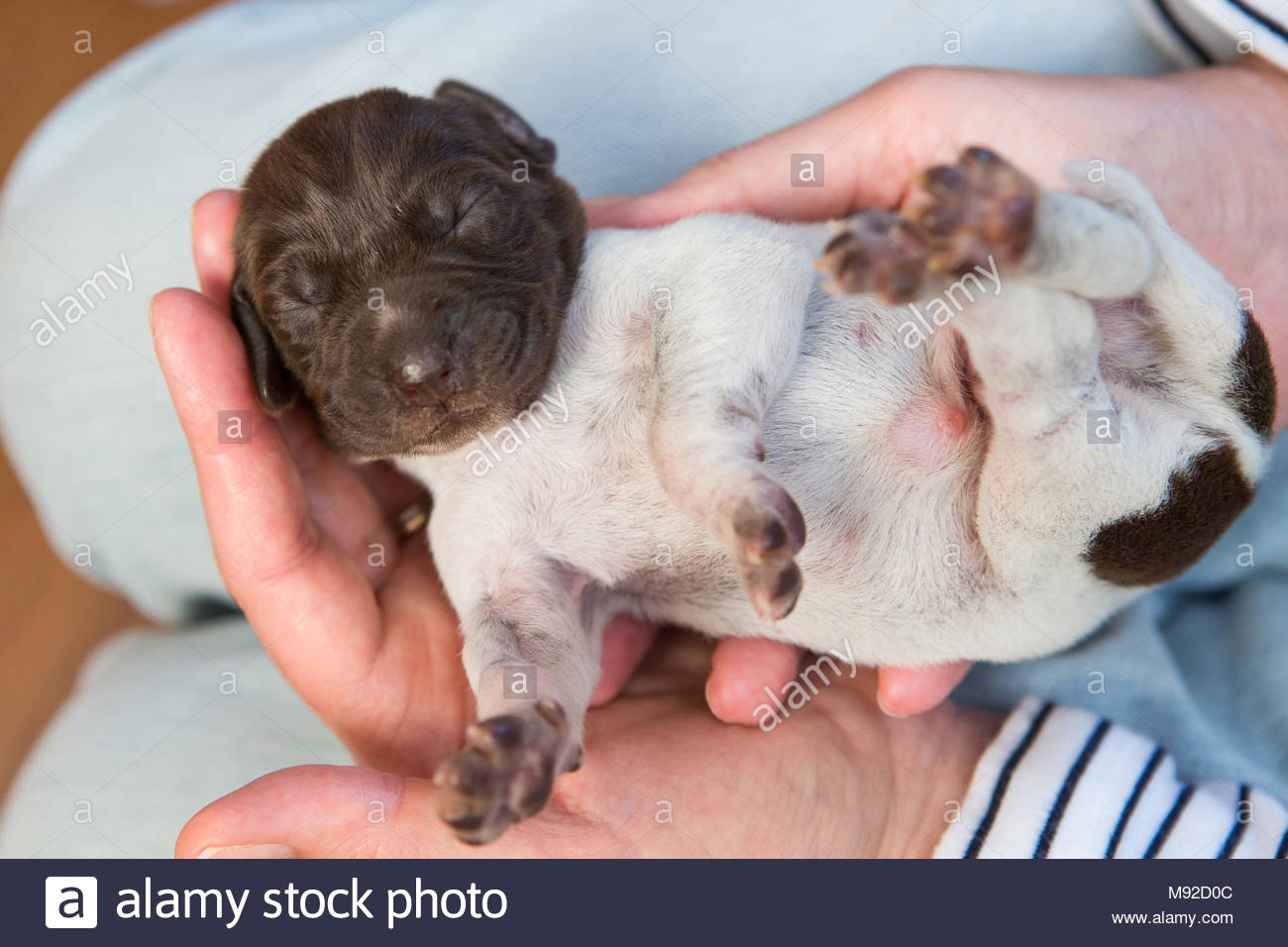 Pointer Puppy Stock Photos Pointer Puppy Stock Images Alamy