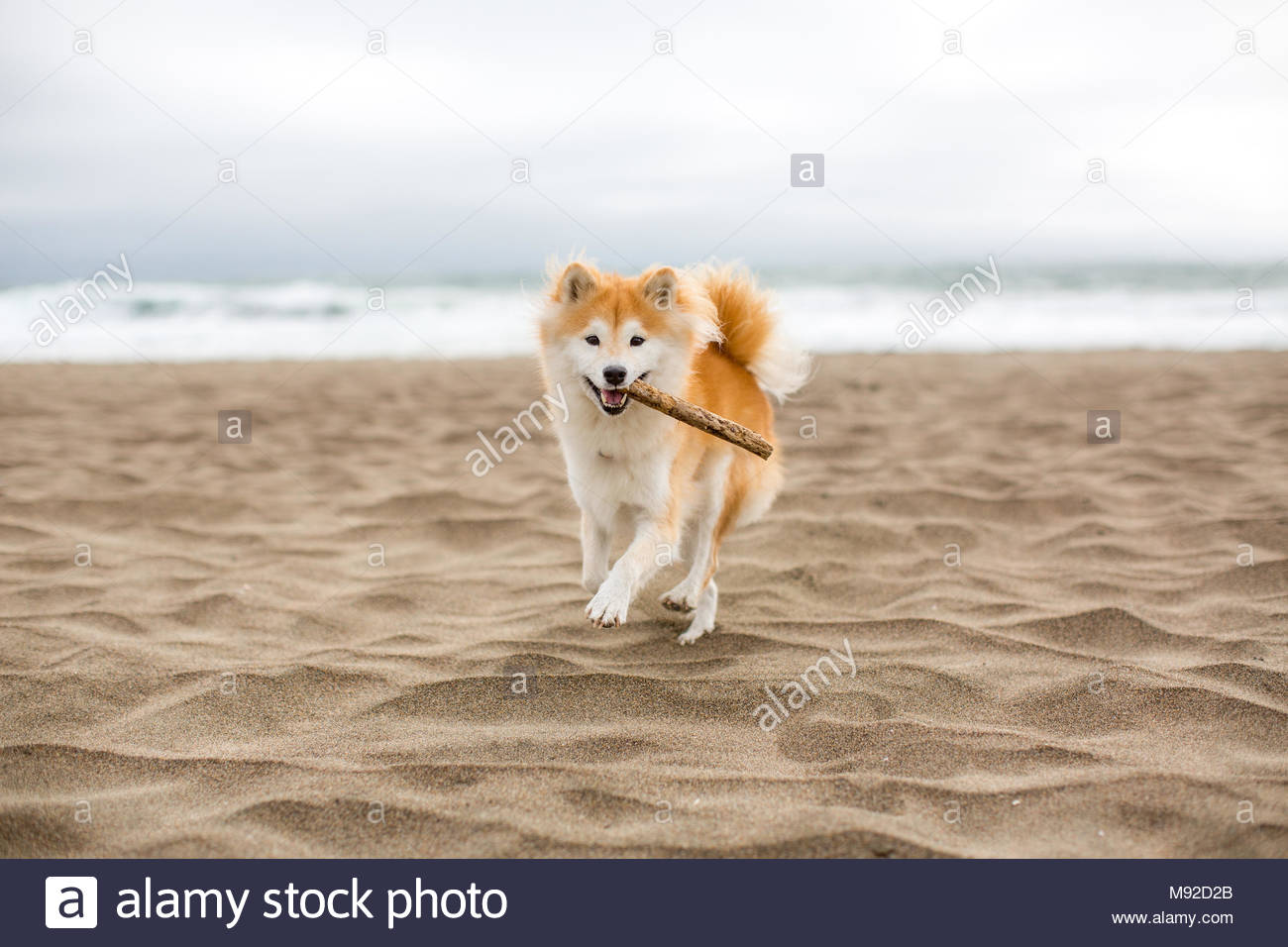 Brown And White Shiba Inu Dog Running On A Beach With A