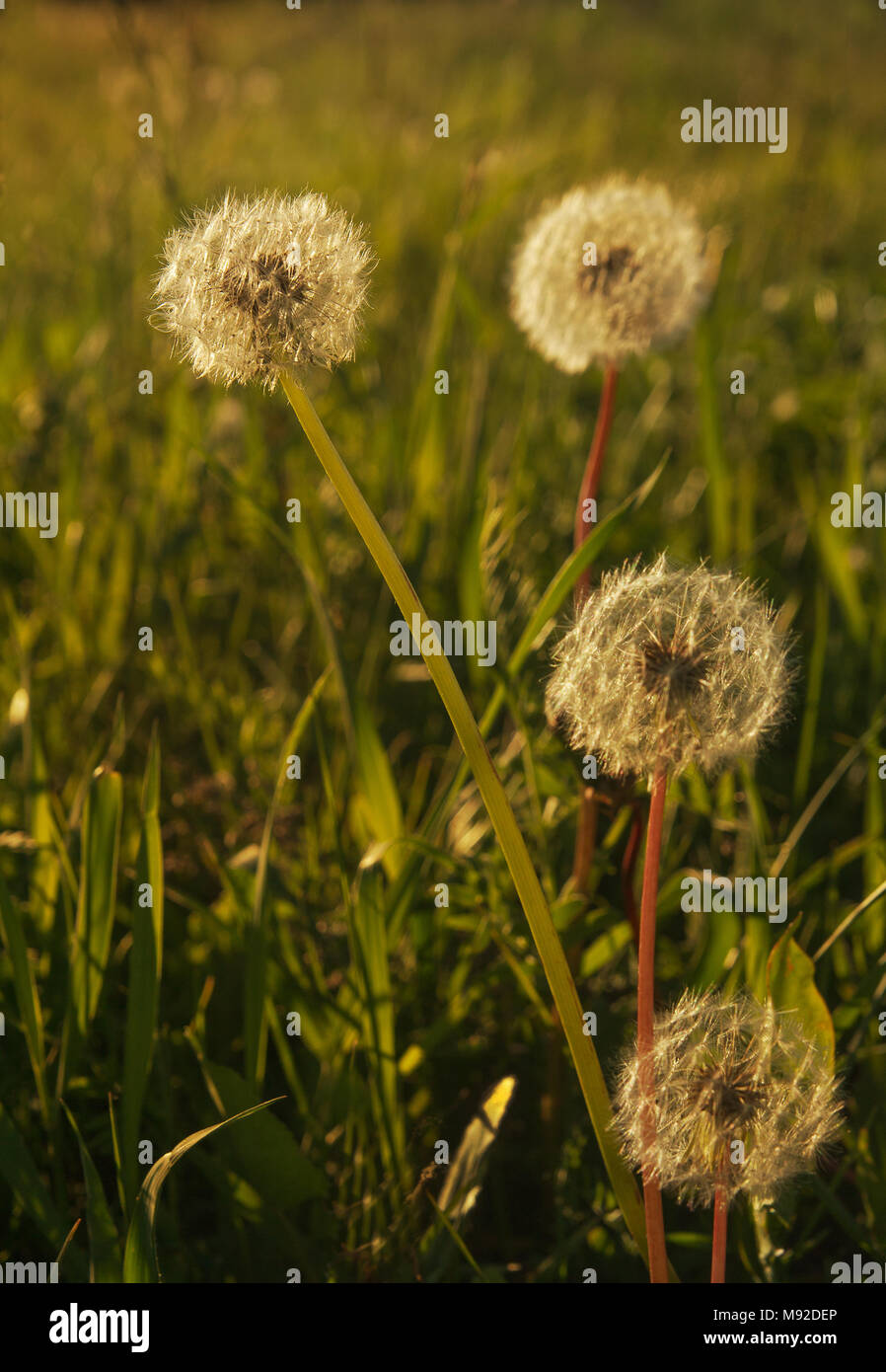 Seeds of dandelions in the warm light of the setting sun Stock Photo