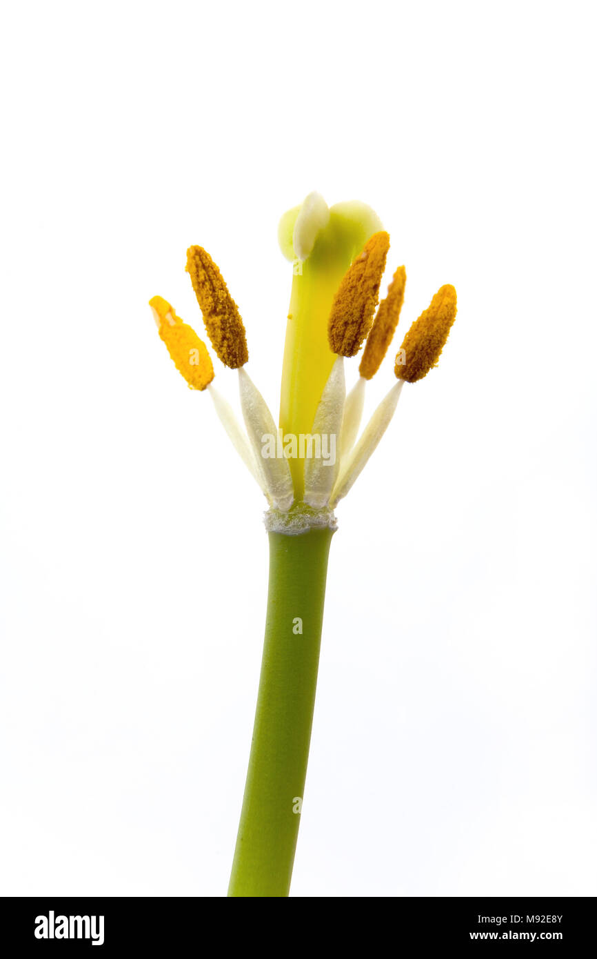 flower without petals
