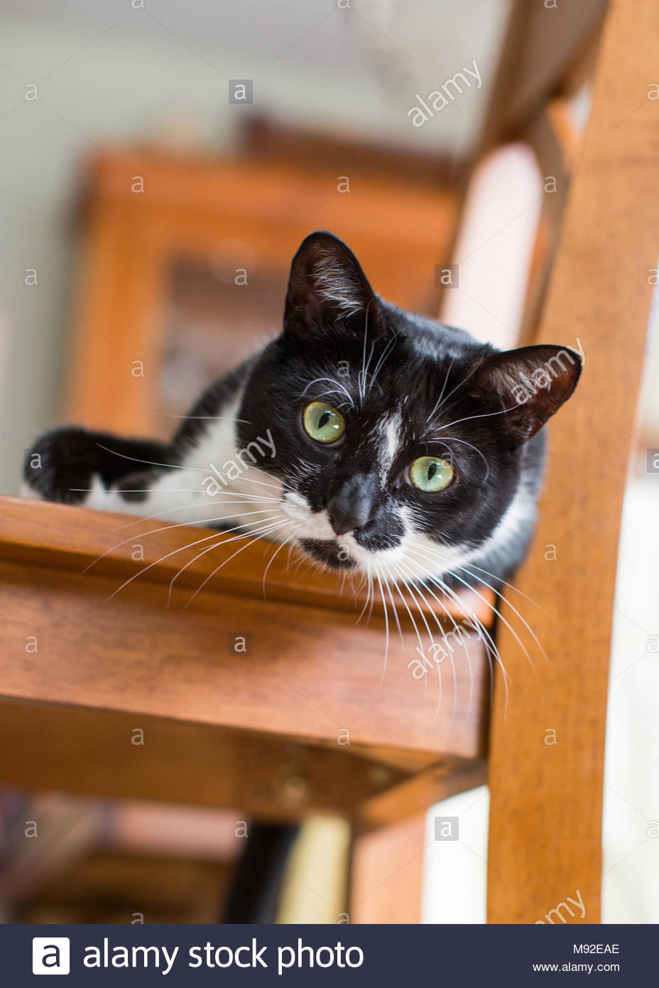 Tuxedo Black And White Shorthaired Cat Lying In Wooden Chair