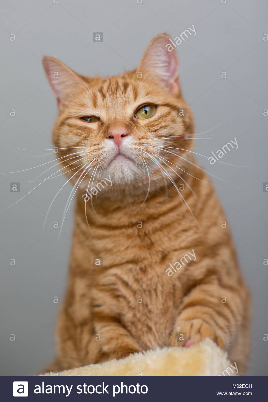 funny orange tabby cat tissue holder