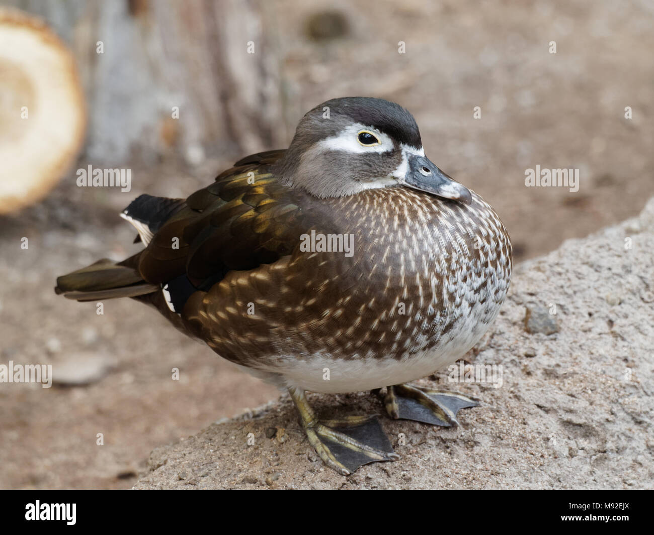 Quebec,Canada. A female wood duck at the Montreal Biodome Stock Photo