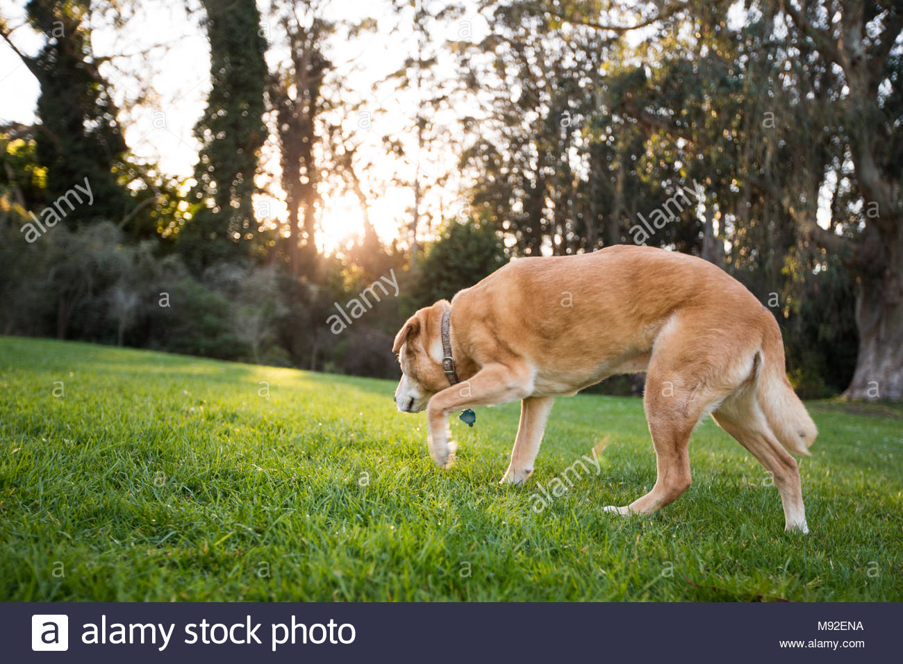 Chow Mix Stock Photos Chow Mix Stock Images Alamy