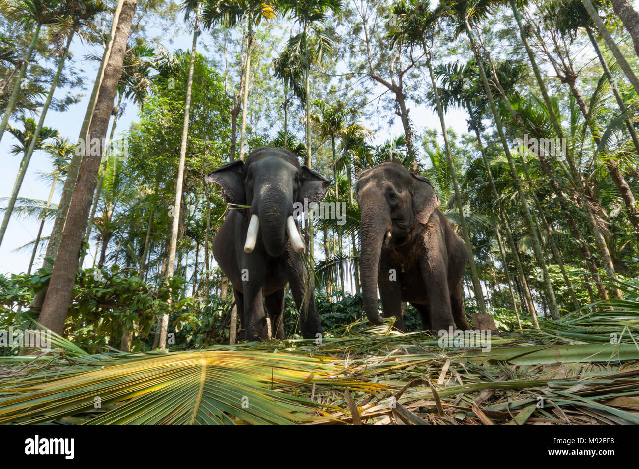 Two elephants at Thekkady, Periyar, Kerala, India used to take tourists on rides. Stock Photo