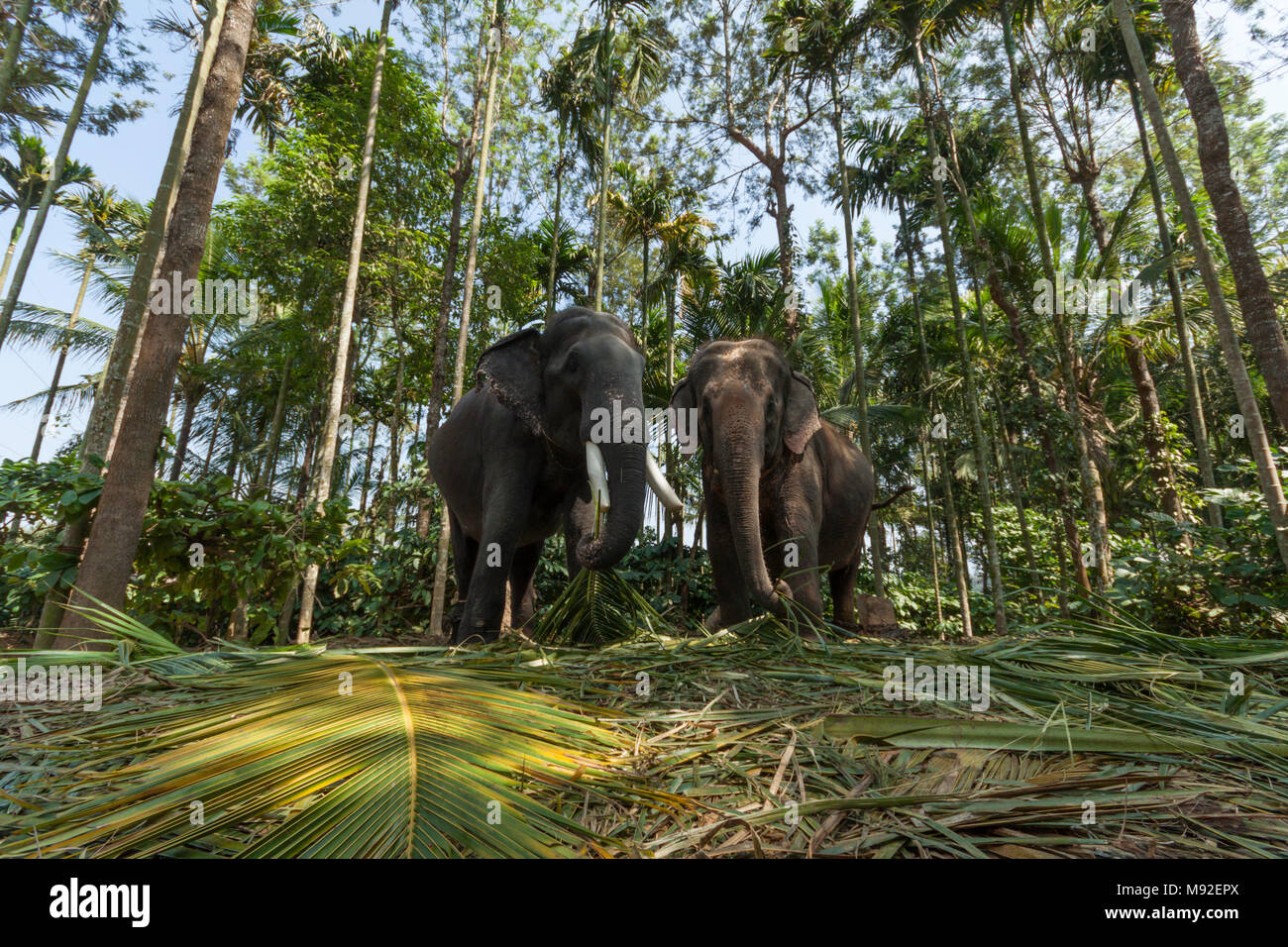 Two elephants at Thekkady, Periyar, Kerala, India used to take tourists on rides. Stock Photo