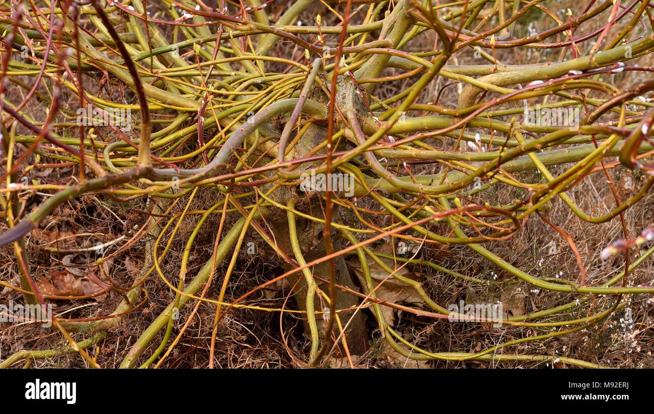 Salix Udensis Sekka tangled boughs Stock Photo