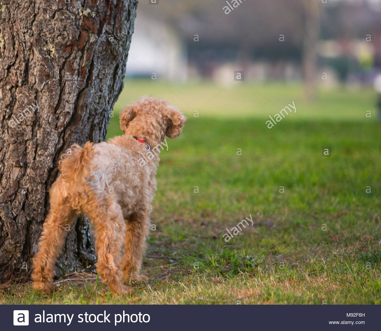 Curly Haired Dog Stock Photos Curly Haired Dog Stock Images Alamy