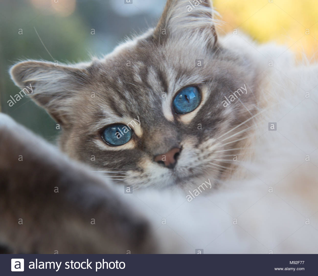 Grey And White Medium Haired Himalayan Siamese Mix Cat With Blue