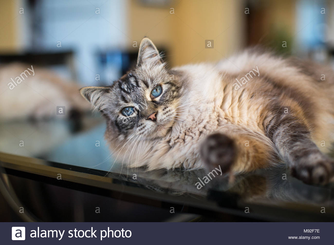 Medium Haired Siamese Mix Cat Lying Down On Glass Table Looking At