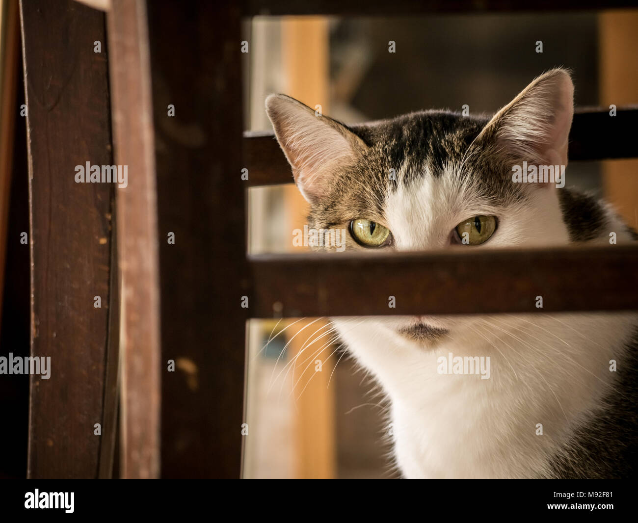 Muggi - A cute, funny domestic cat censoring herself (behind a chair). Stock Photo