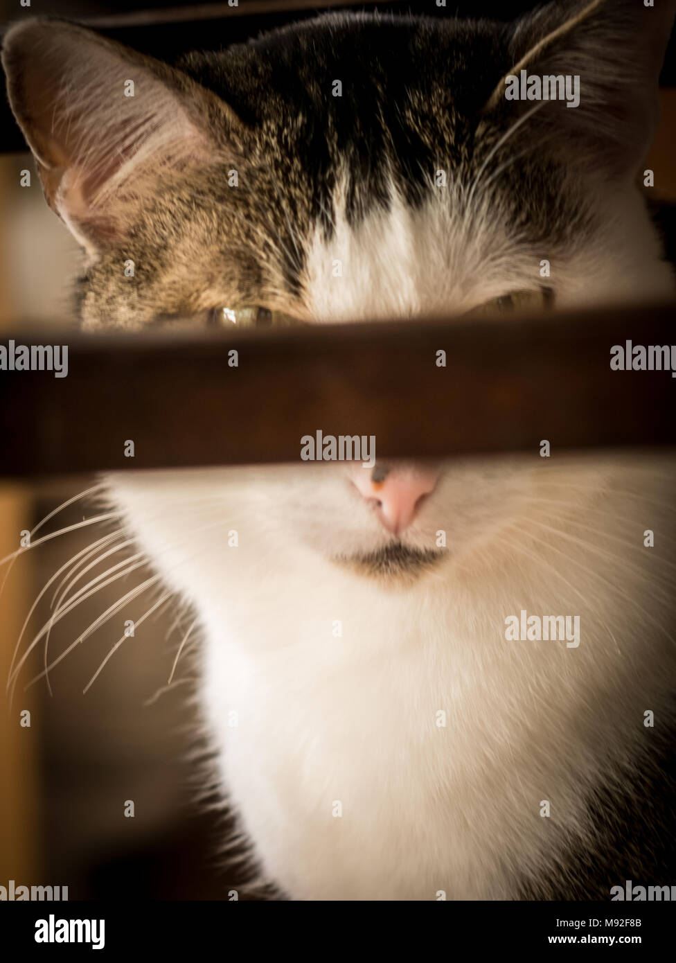 Muggi - A cute, funny domestic cat censoring herself (behind a chair). Stock Photo