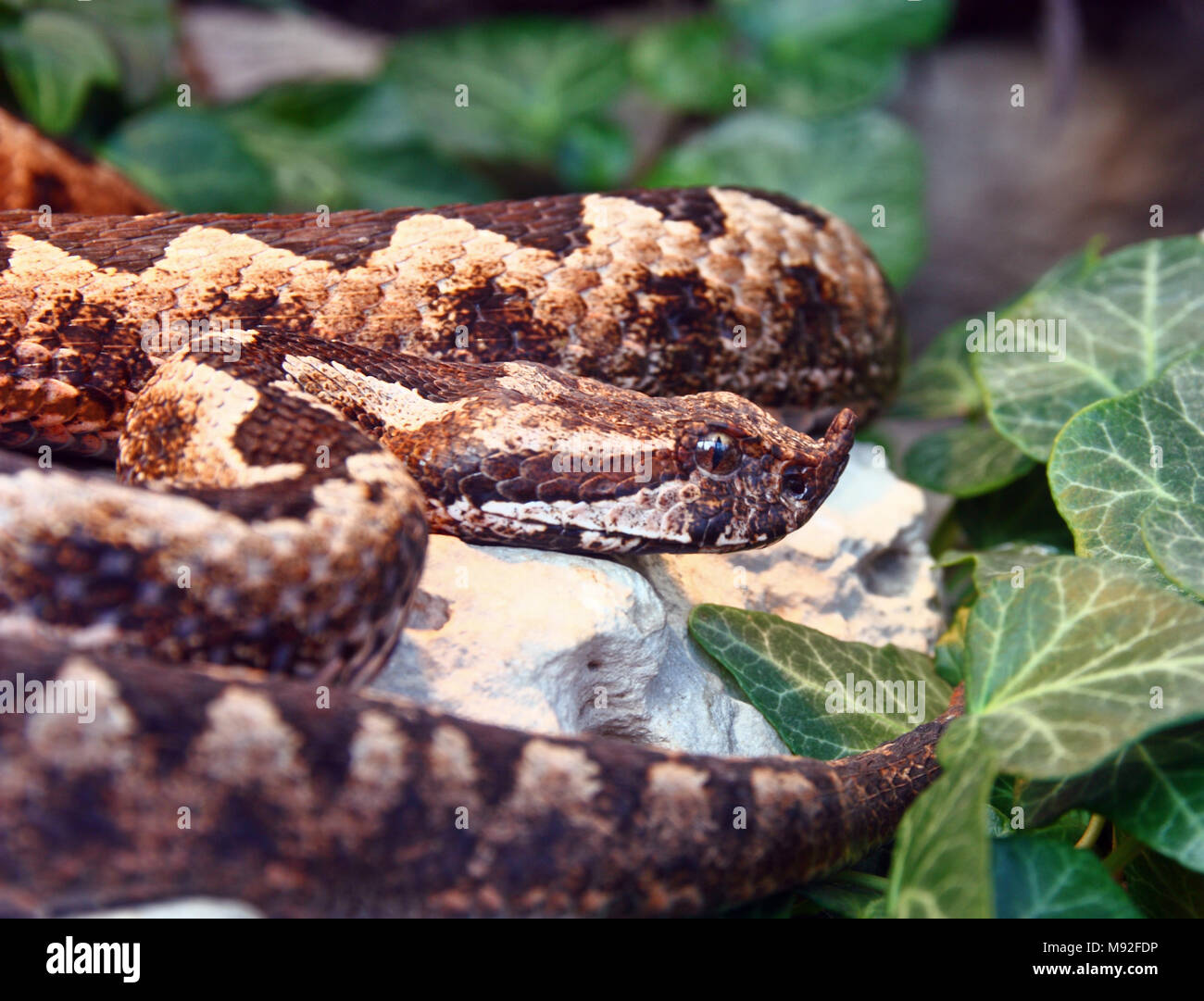 Horned viper, vipera ammodytes, is the most dangerous of the European venomous snakes Stock