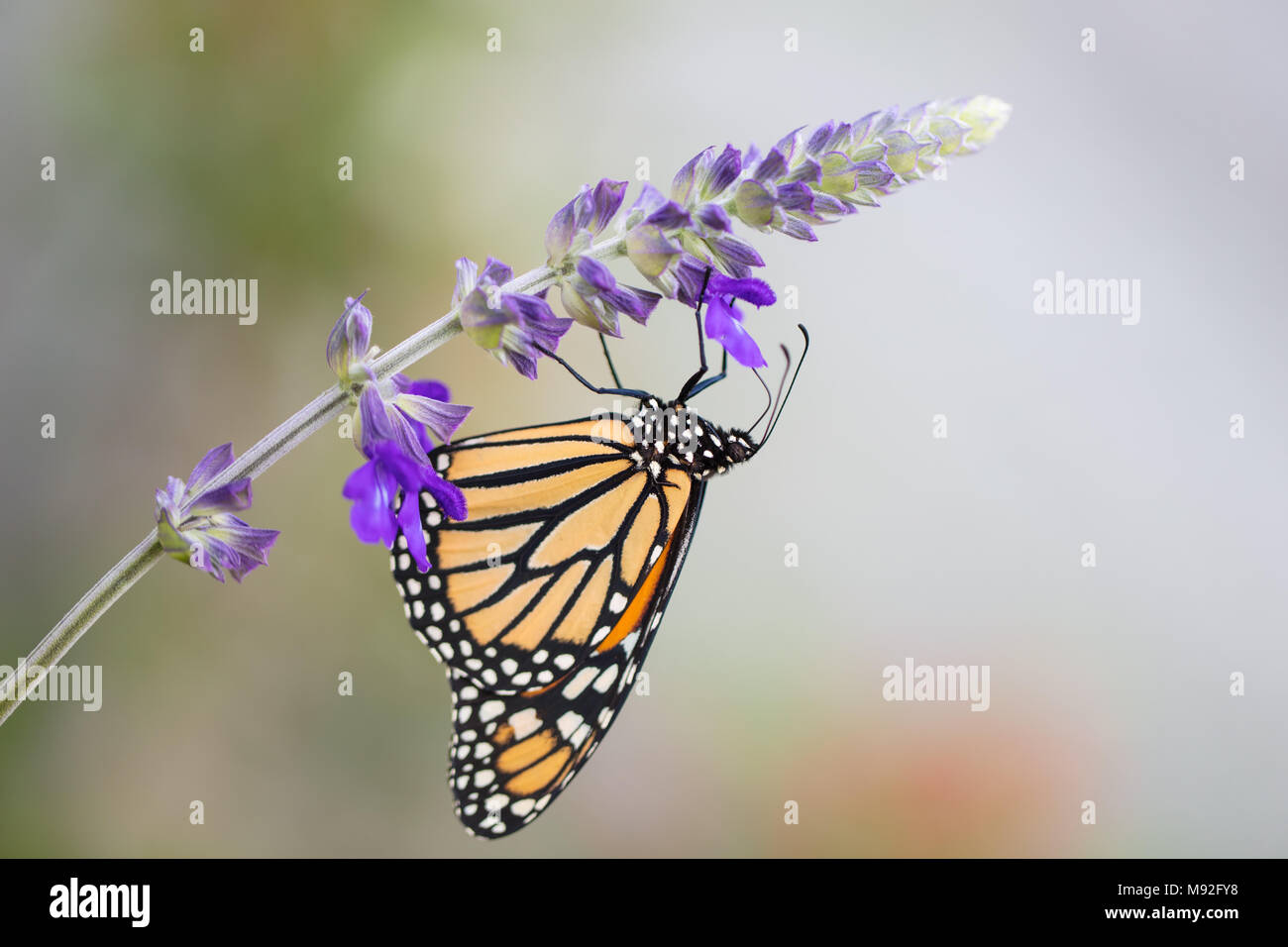 Monarch butterfly feeding on a purple flower Stock Photo - Alamy