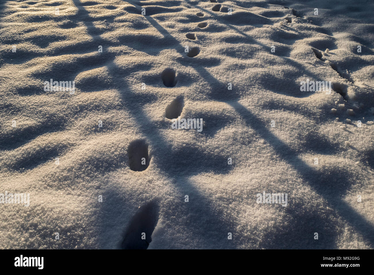 Snowy morning, shadows in a garden, winter theme.  Sunrise reflections and animal footsteps on the fresh snow. Stock Photo