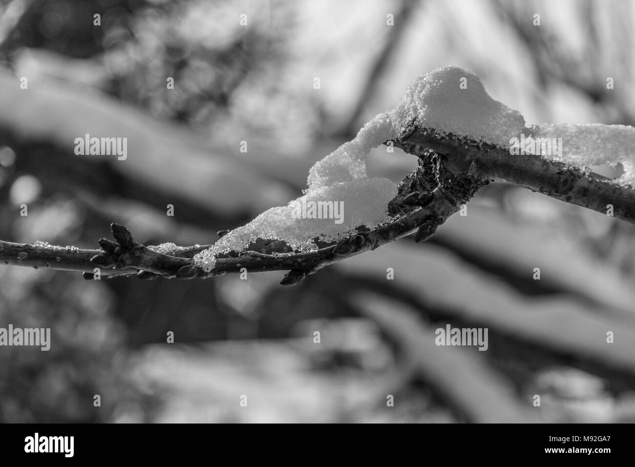 Black And White Winter Background