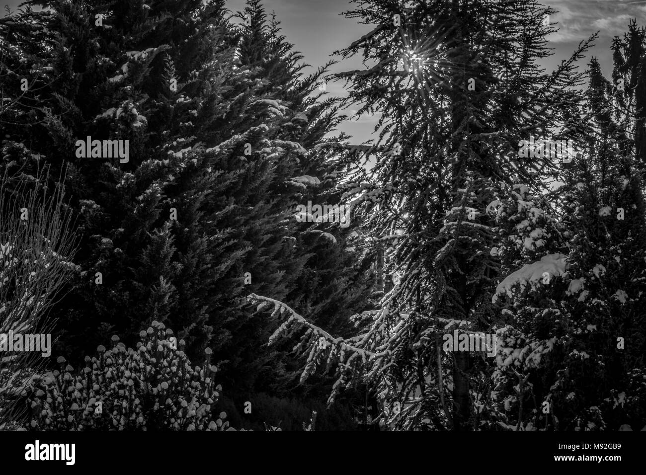 Frosty morning view with frozen branches of snowy trees, black and white. Beautiful frosty morning view with frozen branches of snowy pine trees. Stock Photo
