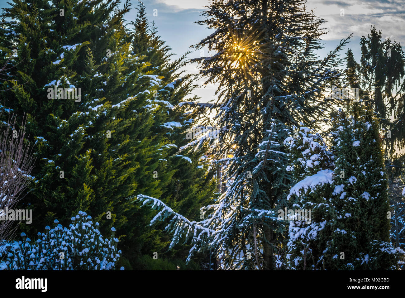 Frosty morning view with frozen branches of snowy trees, winter theme. Beautiful frosty morning view with frozen branches of snowy pine trees. Stock Photo