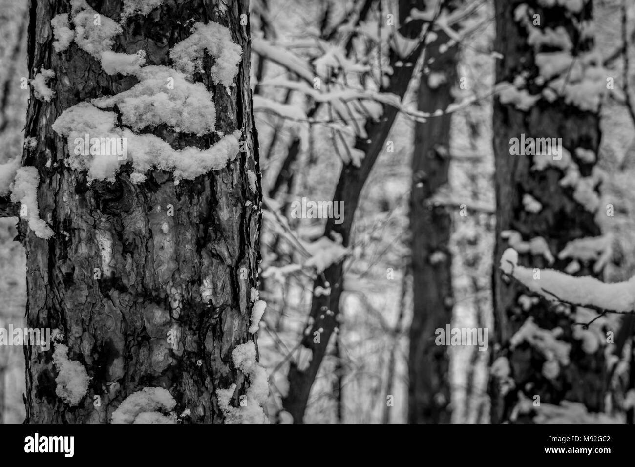 Frosty winter landscape in snowy forest, black and white. White snowy ...