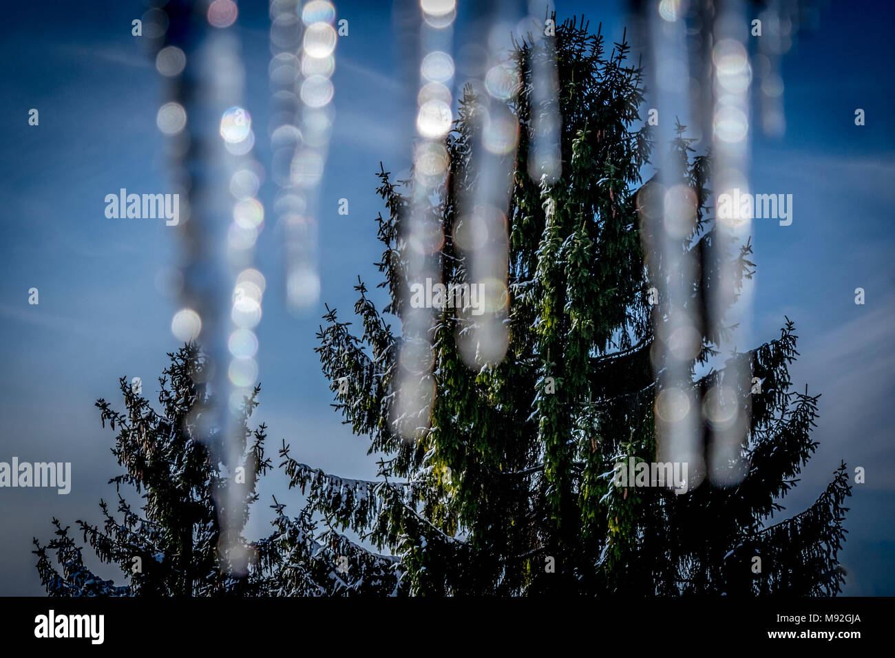 Snowy pine trees at the sunny winter morning. Snowy pine trees, blue sky in background, blurred icicles in the foreground. Stock Photo