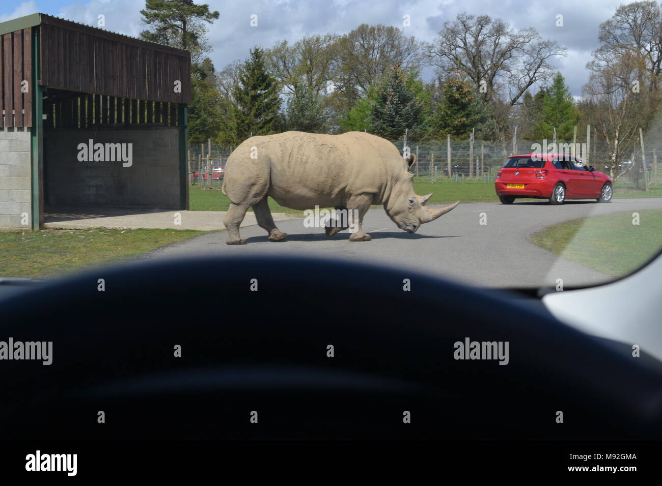 "blair Drummond safari park" "safari park" "Scotland near doune Stock Photo Alamy
