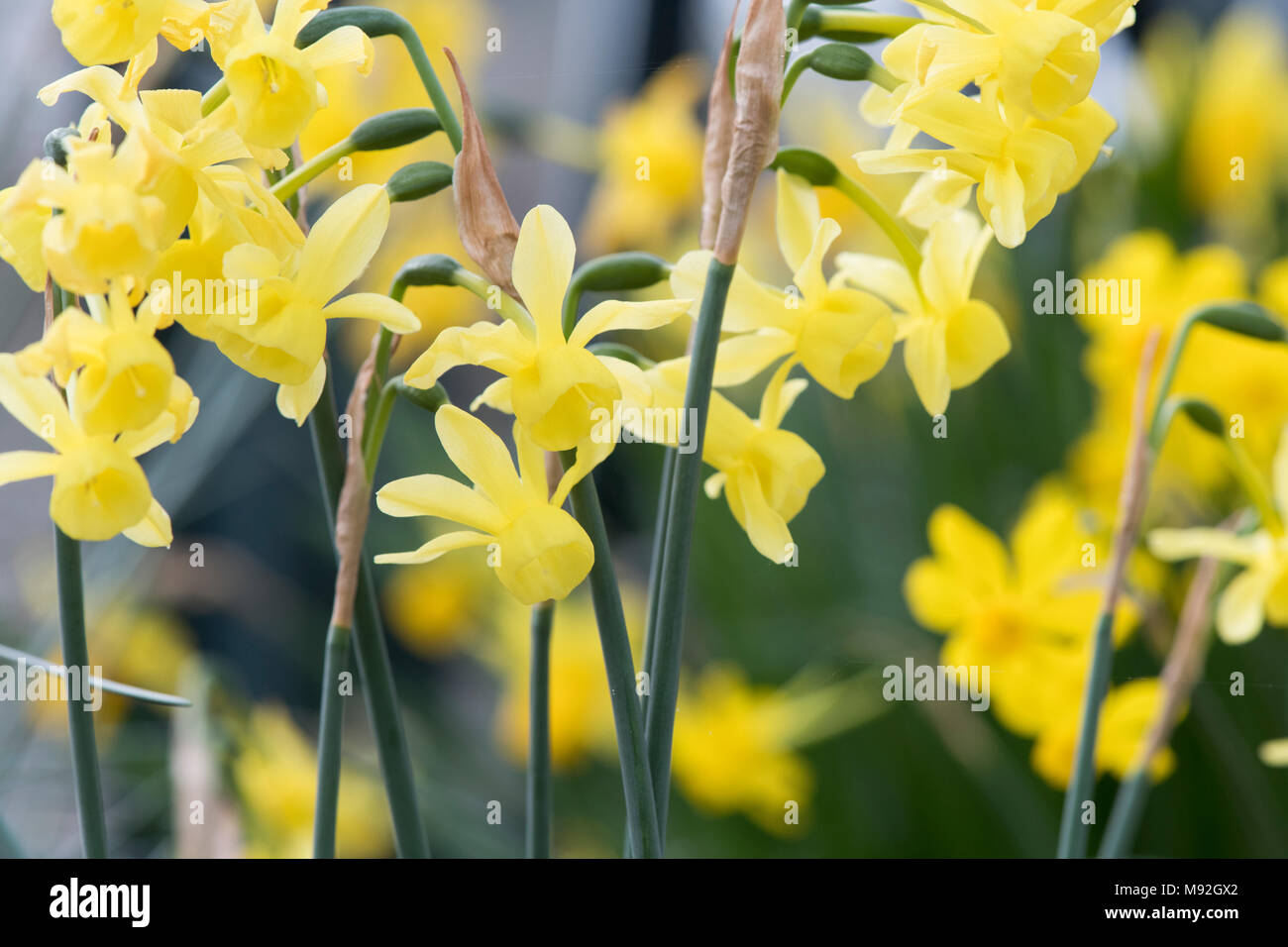 Narcissus fernandesii var. ‘cordubensis’. Daffodil fernandesii var. ‘cordubensis’ flowers Stock Photo