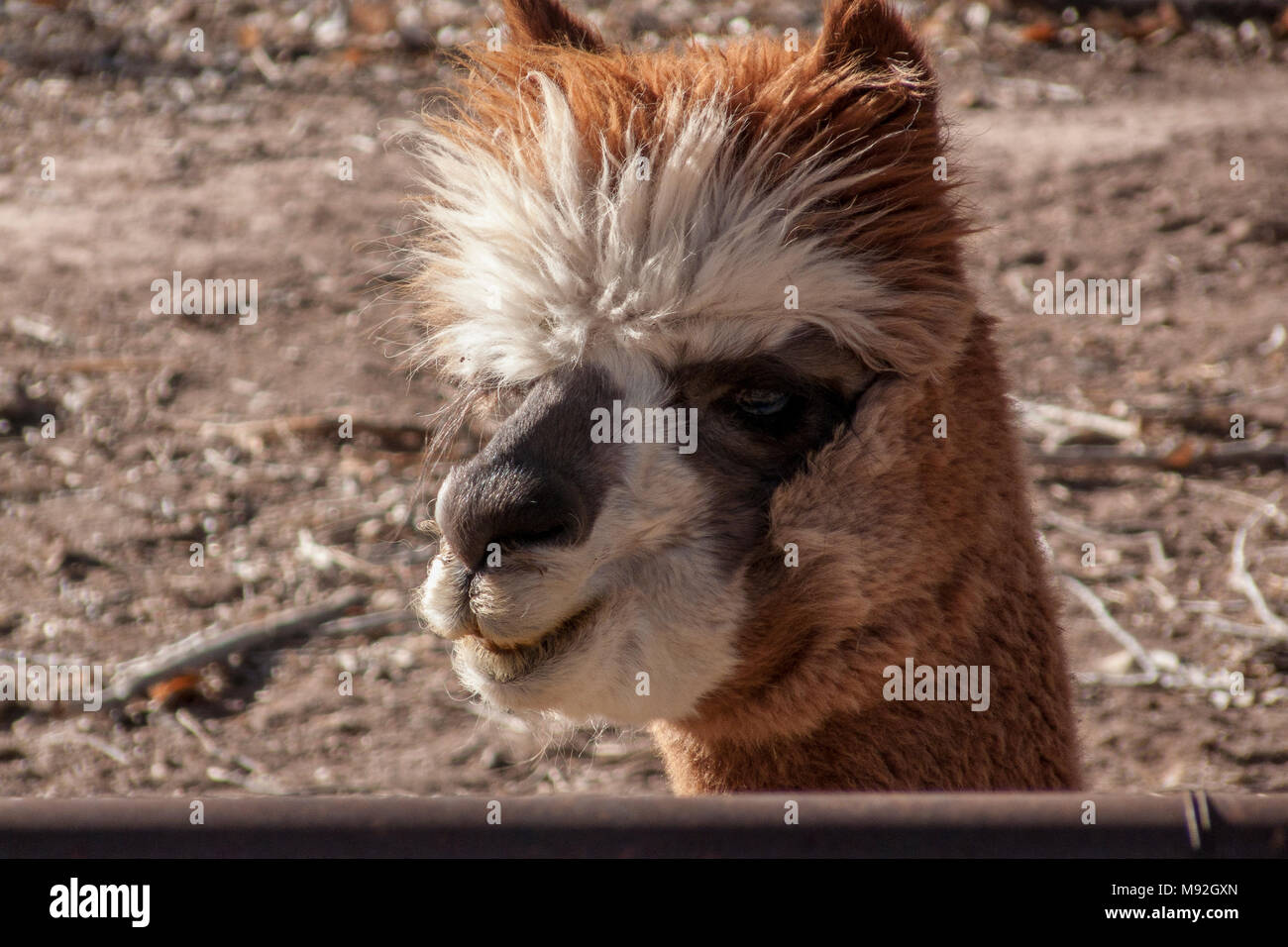 closeup of alpaca head Stock Photo