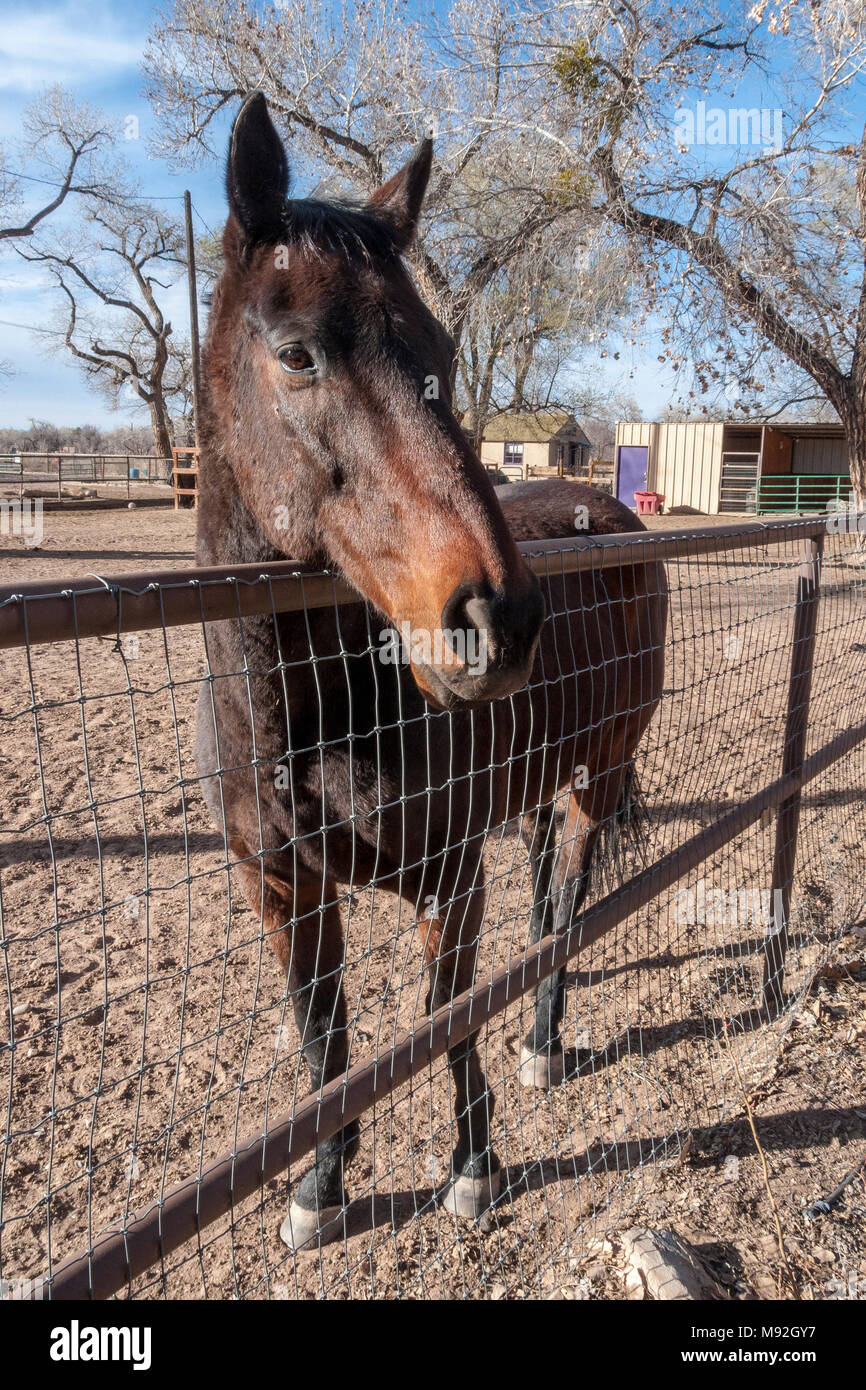 domesticated horse Stock Photo Alamy