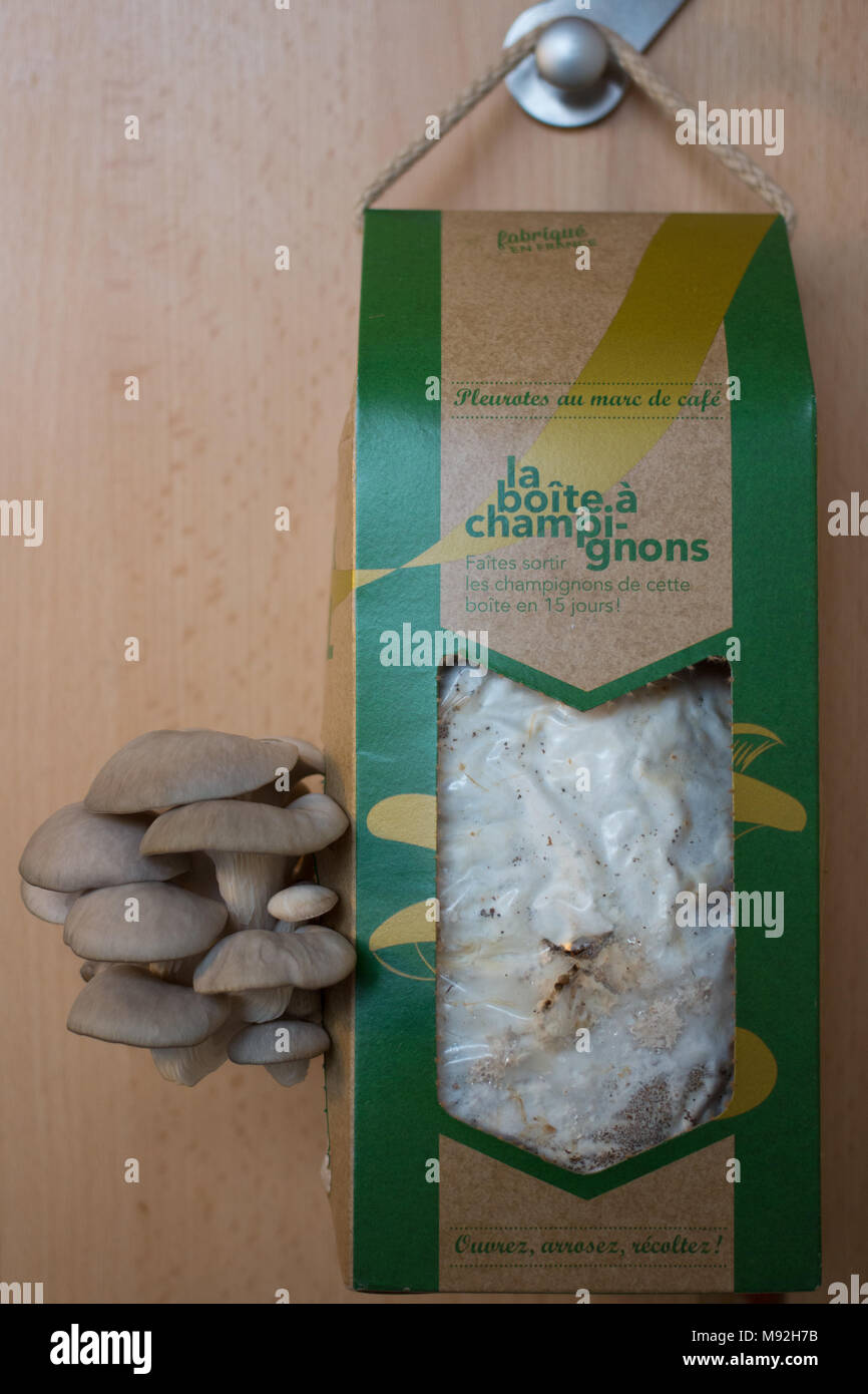 'La Boîte à Champignons', oyster mushroom growing kit by French compagny UpCycle Stock Photo